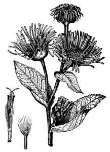 Asteraceae Inula helenium L. 