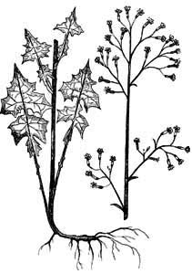 Asteraceae Mycelis muralis (L.) Dumort. 