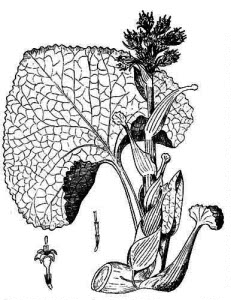 Asteraceae Petasites hybridus (L.) Gaertn., Mey. et Scherb. 