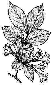 Caprifoliaceae Weigela florida (Bunge) A. DC. 