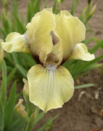 картинки, фото ирисов, касатиков, Iris | Iconographia Plantarum | HBC-Info: Новости